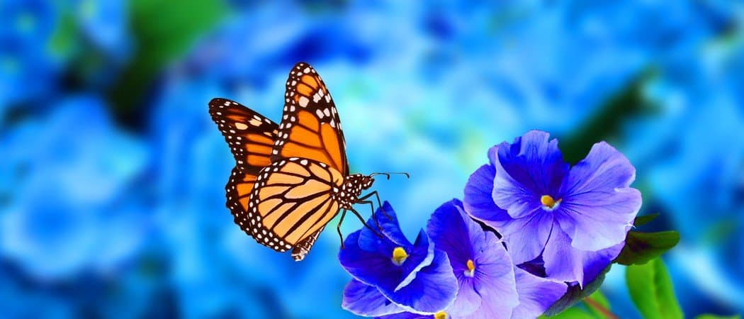 Quanto tempo vivono le farfalle?