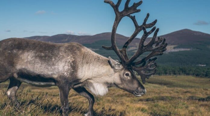 18 Fatti animali strabilianti
