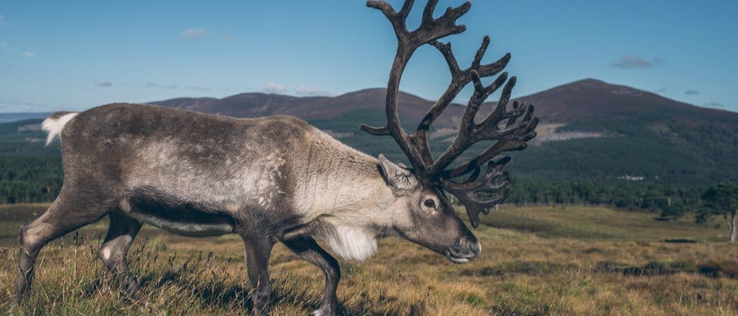 18 Fatti animali strabilianti