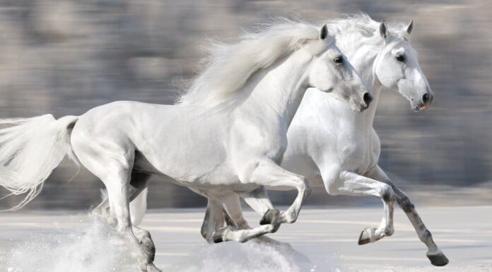 Quanto vivono i cavalli?
