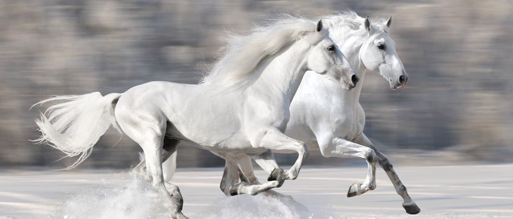 Quanto vivono i cavalli?