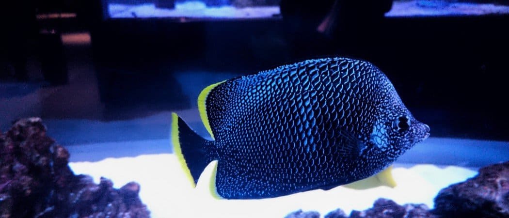 I 10 pesci più costosi