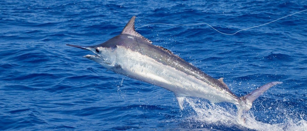 I 10 animali marini più veloci