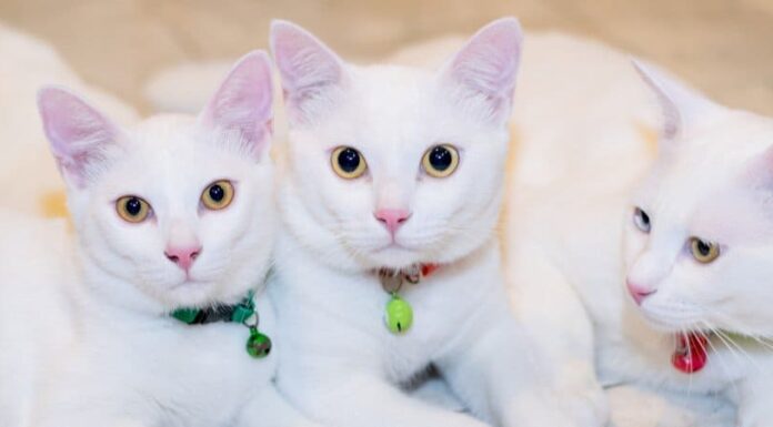 Le 15 razze di gatti più costose
