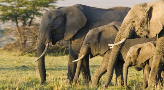 Animali grassi: 5 animali che potrebbero usare una dieta!
