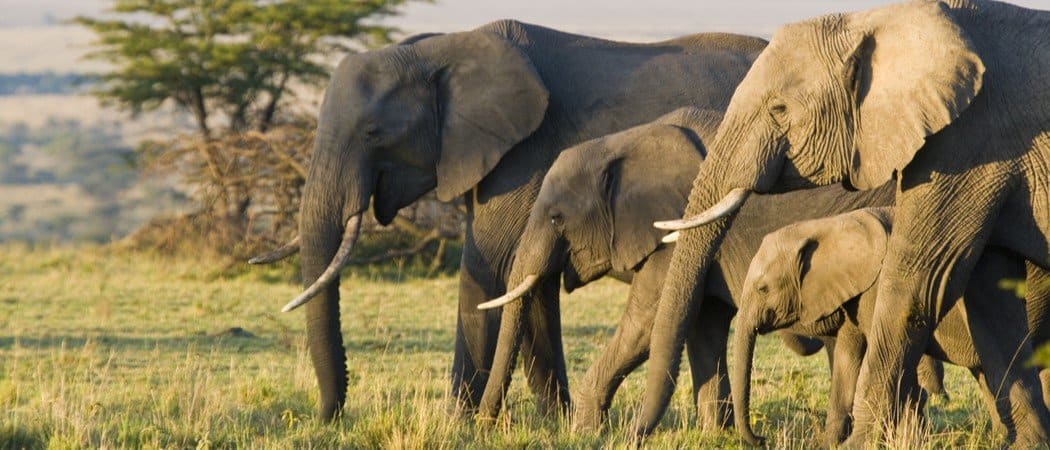 Animali grassi: 5 animali che potrebbero usare una dieta!