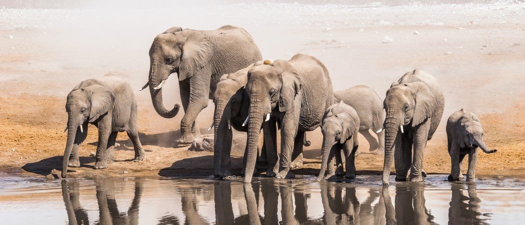 Gli 8 animali più alti del mondo