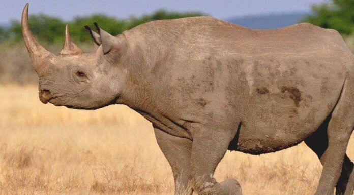 Animali estinti: 13 specie scomparse per sempre
