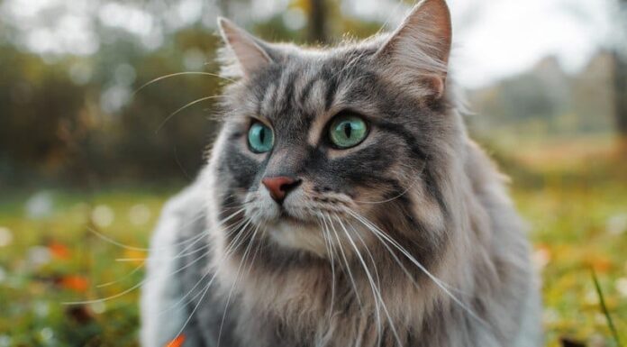 I 10 migliori gatti più vecchi di sempre!
