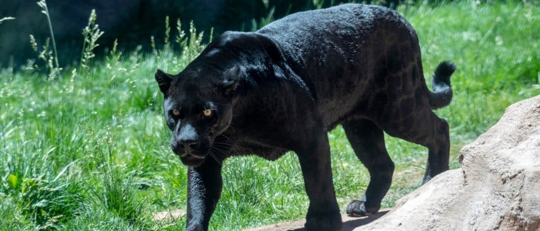 I 10 animali più sorprendenti della foresta pluviale