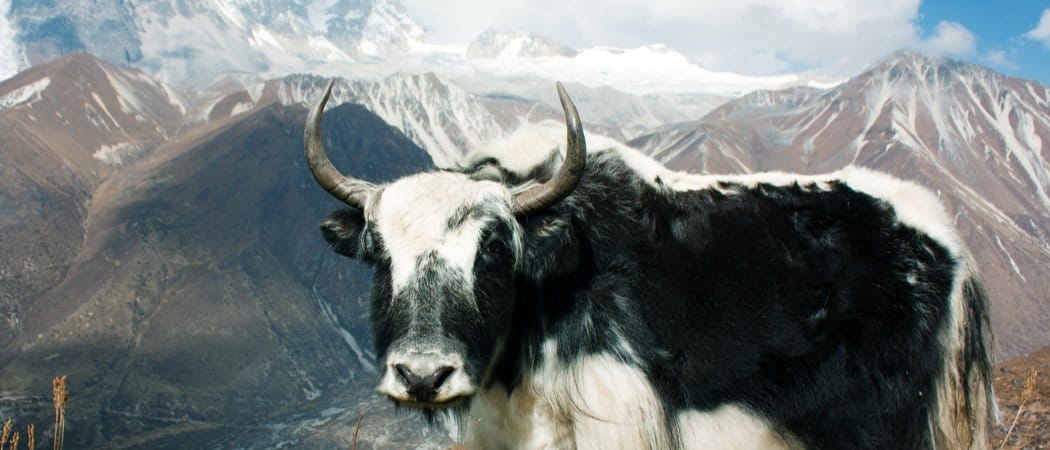 I 10 animali di montagna più sorprendenti