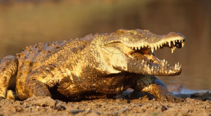 I 10 animali più spaventosi del mondo
