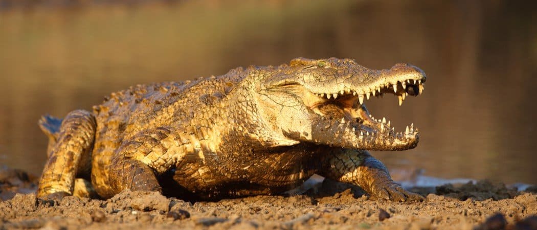 I 10 animali più spaventosi del mondo