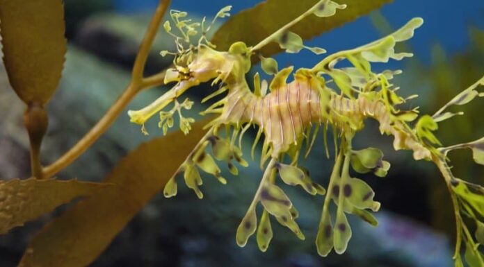 I 10 animali più strani del mondo
