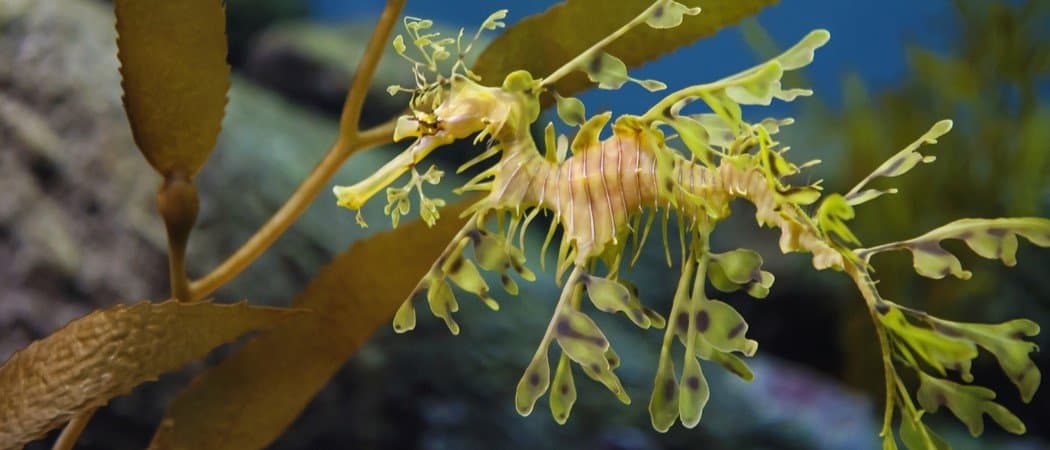 I 10 animali più strani del mondo