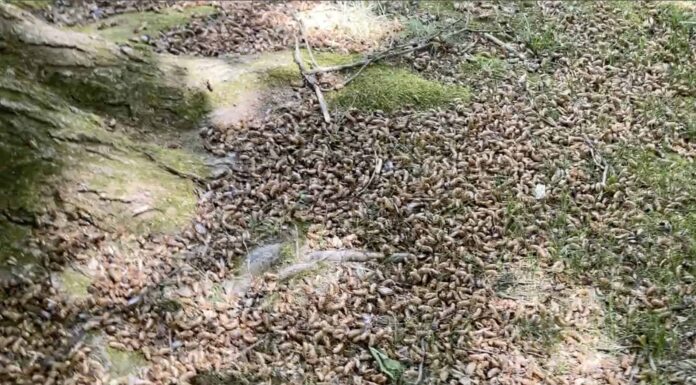 Ecco come sono 1,5 milioni di cicale
