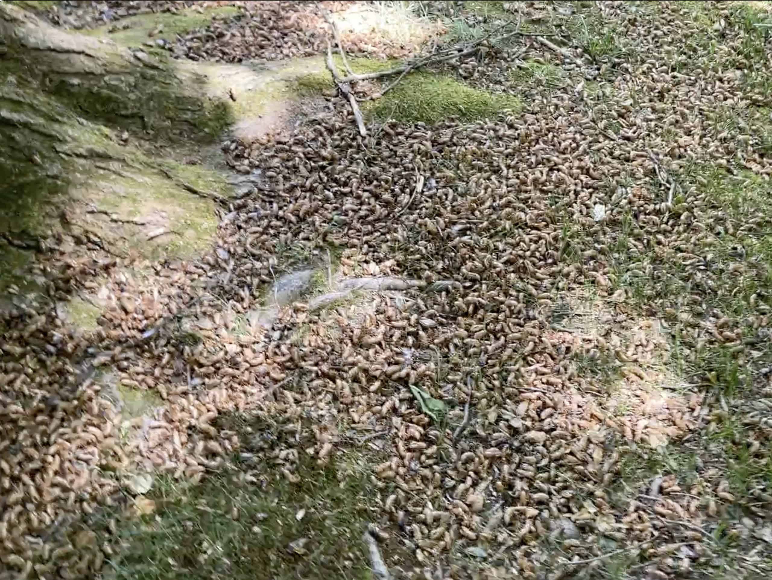 Ecco come sono 1,5 milioni di cicale