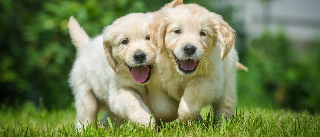 I cani possono mangiare le cicale?