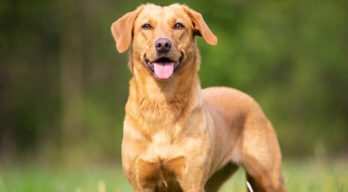 I 10 animali preferiti e più popolari del mondo
