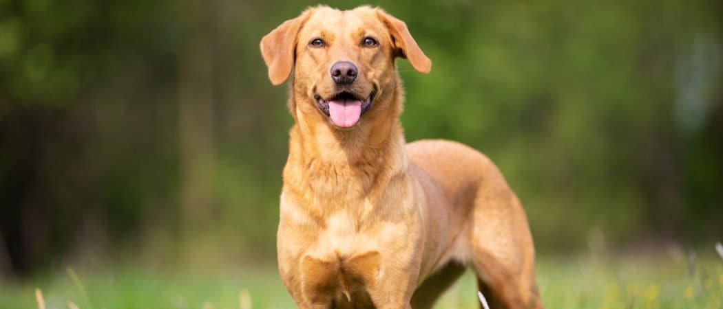 I 10 animali preferiti e più popolari del mondo