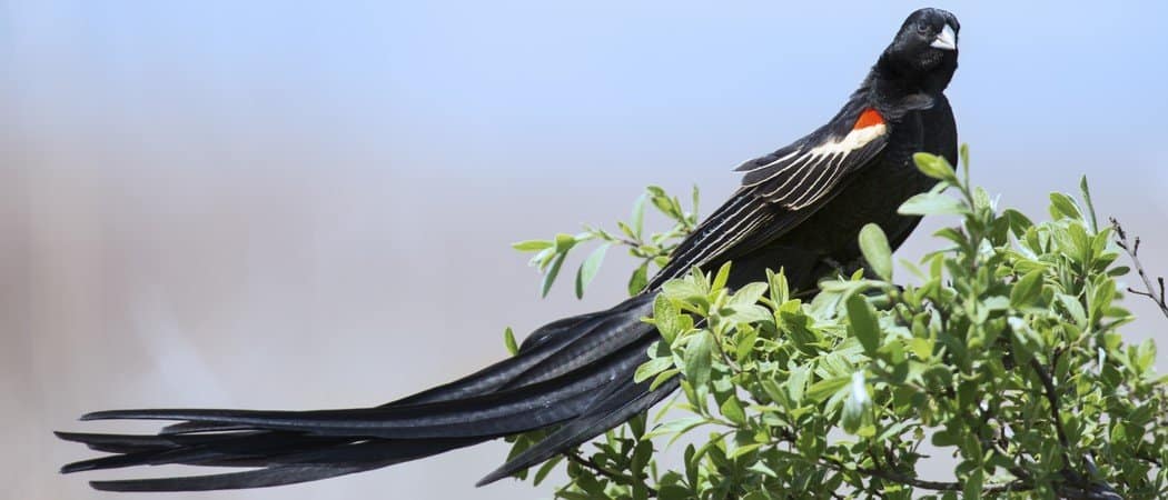 Quale animale ha la coda più lunga?
