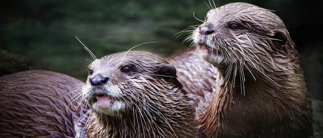 I 10 animali più carini del mondo