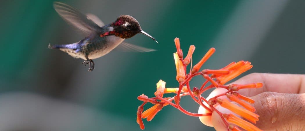 I 14 animali più piccoli del mondo