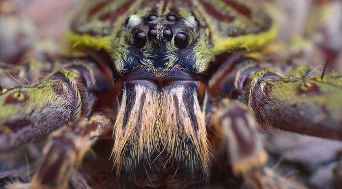 I 10 ragni più grandi del mondo
