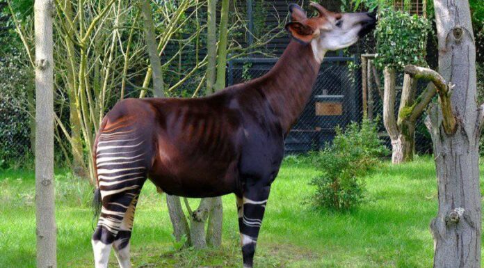 I 10 animali più strani (che esistono davvero!)
