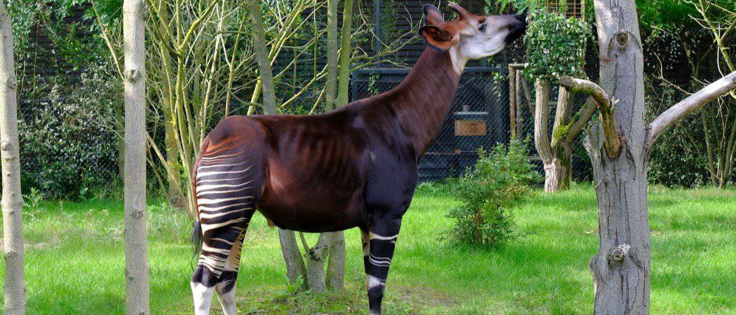 I 10 animali più strani (che esistono davvero!)