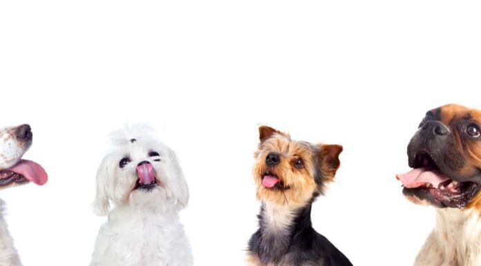 I 10 cani più felici del mondo
