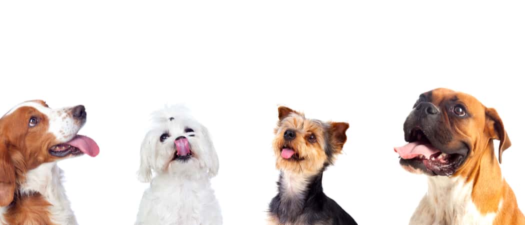 I 10 cani più felici del mondo