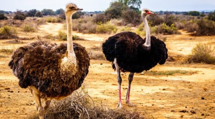 I 19 animali più stupidi del mondo
