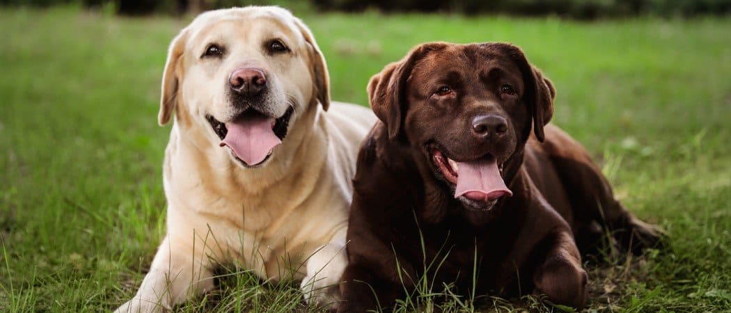 I 10 migliori nomi di cani al mondo