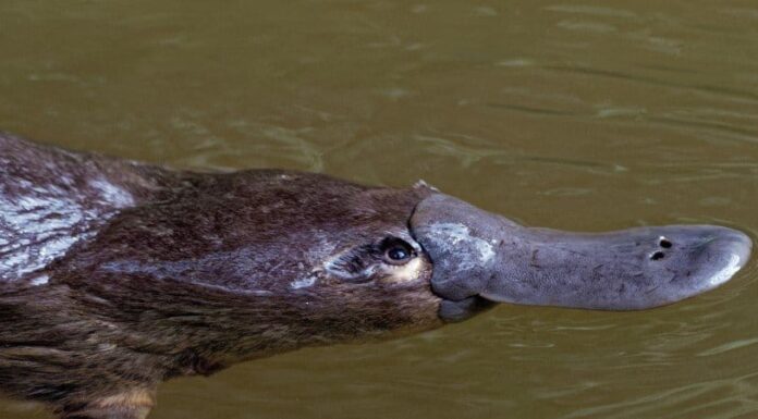 I 10 mammiferi più velenosi del mondo
