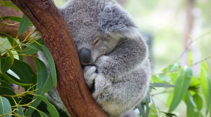 13 Fatti divertenti sugli animali
