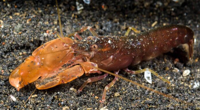 I poteri mortali dei gamberetti pistola
