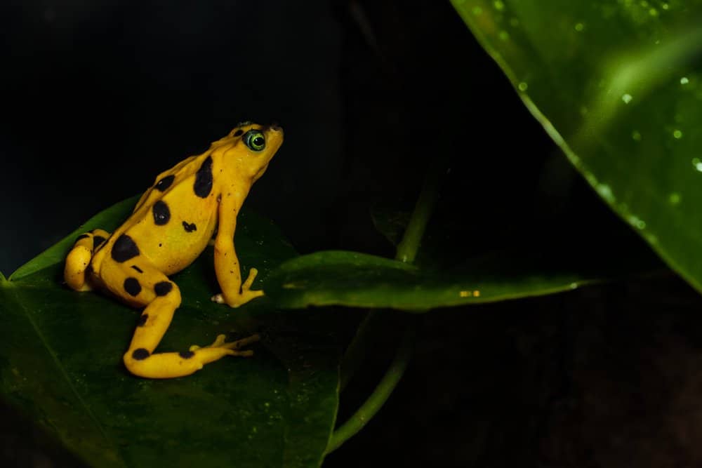A close-up side profile of a Panamanian Golden Frog with vegetation in the background.