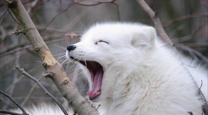 Vivere nel congelatore
