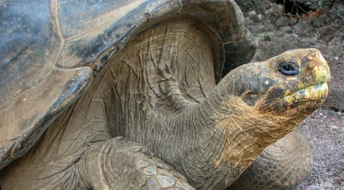 Gli animali più rari del mondo
