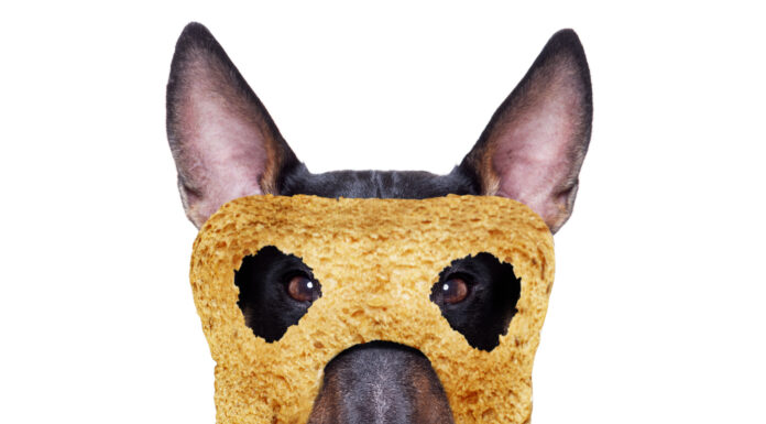 I cani possono mangiare la gelatina?
