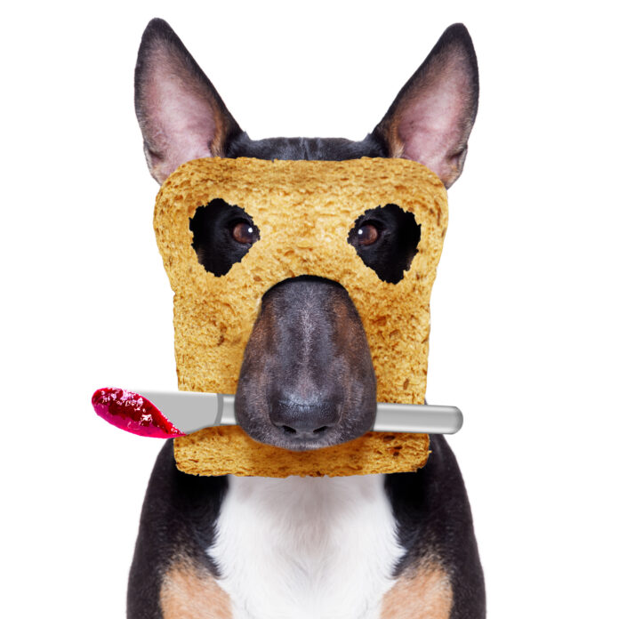 I cani possono mangiare la gelatina?