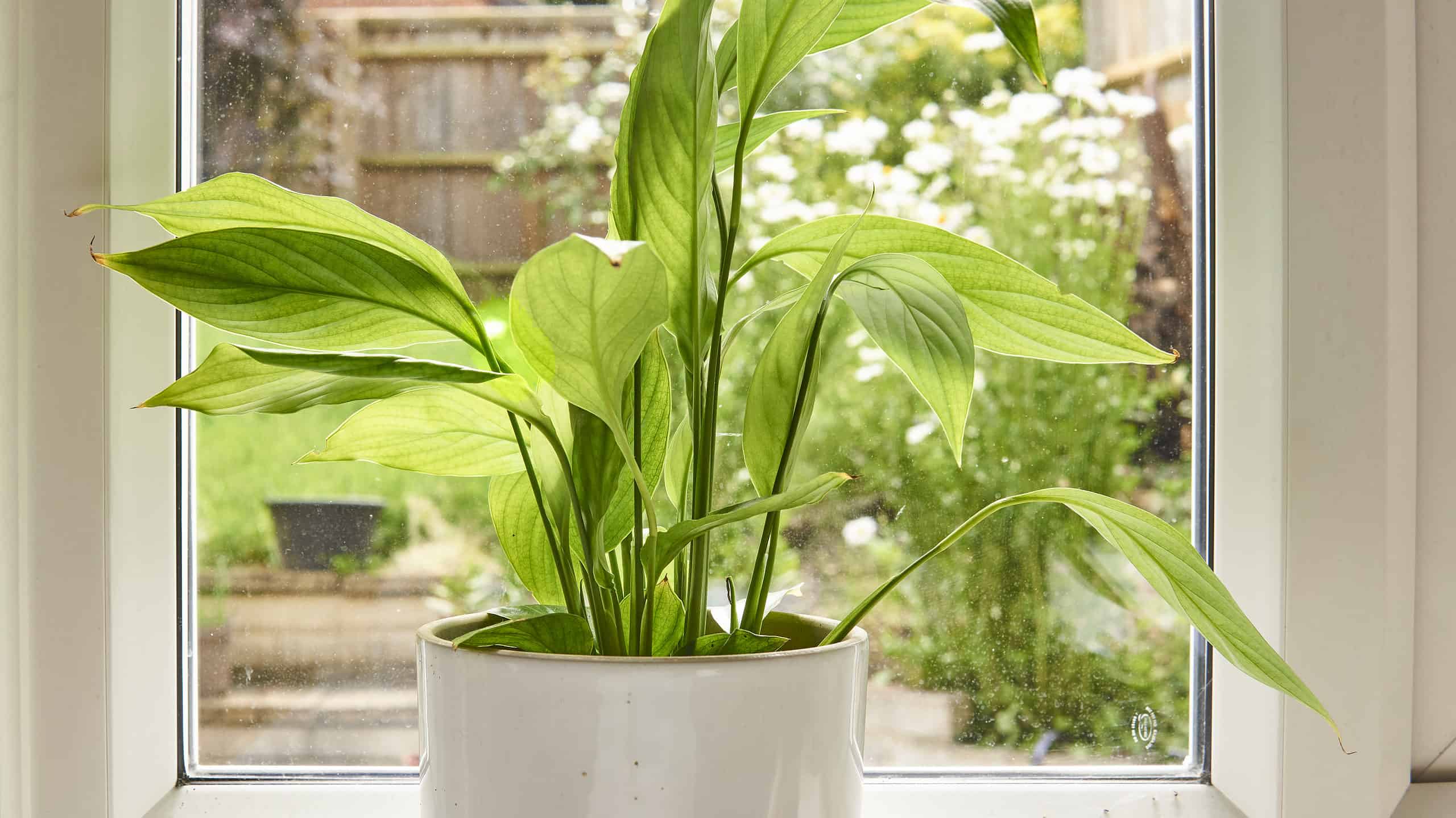 Requisiti di Peace Lily Light: una guida completa