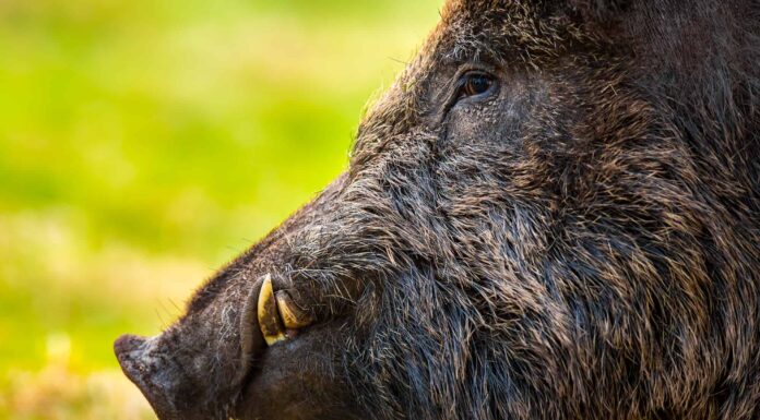 Guarda un implacabile cinghiale attaccare la bicicletta di una donna e rubarle il pranzo
