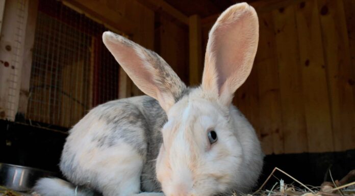Dove vanno i conigli in inverno?
