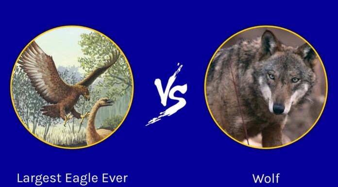 Battaglie epiche: l'aquila più grande di sempre contro un lupo
