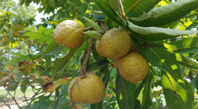 12 bellissimi alberi originari dell'Ohio
