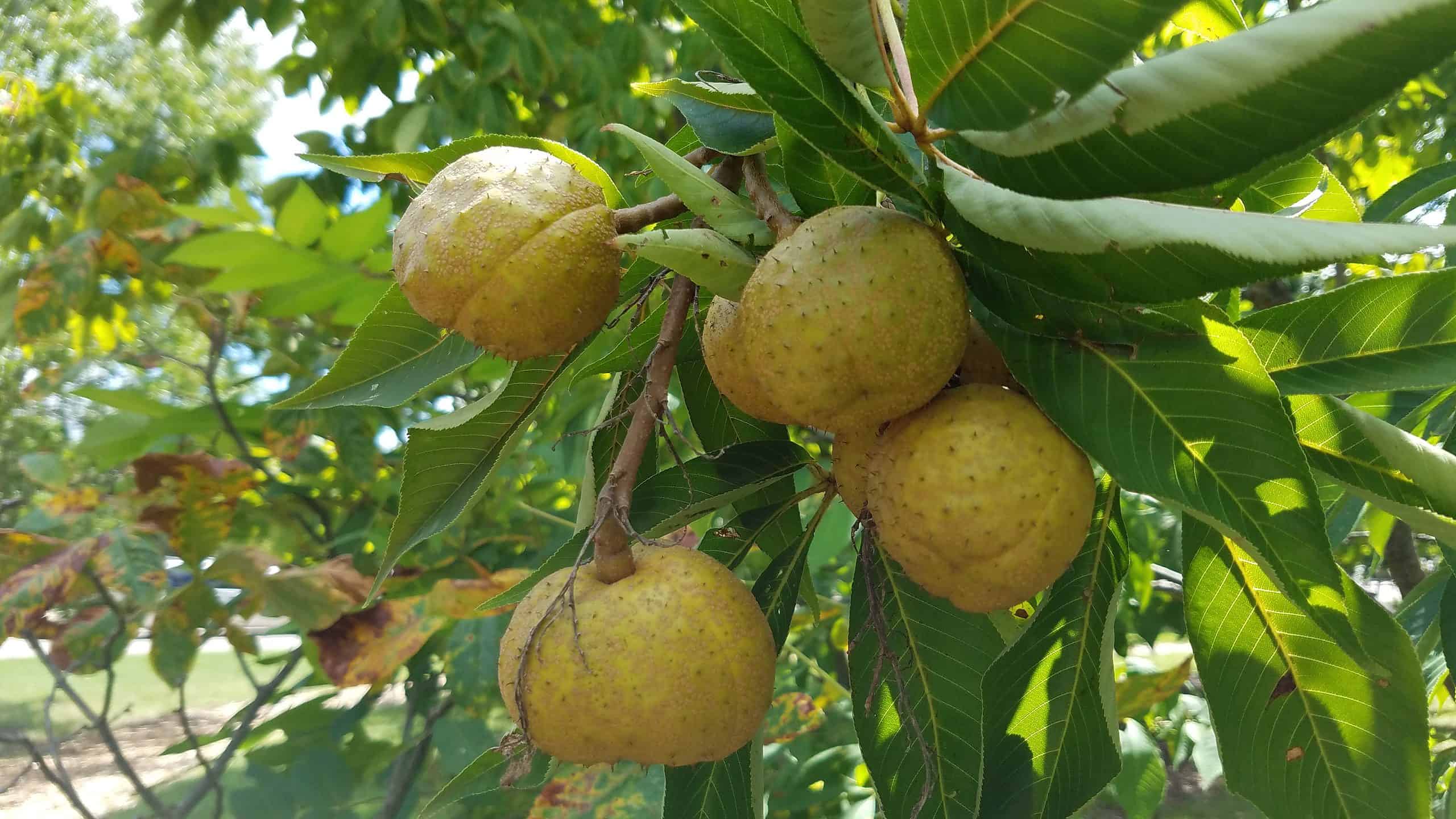 12 bellissimi alberi originari dell'Ohio