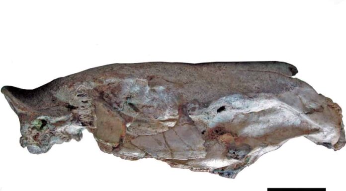 Josephoartigasia monesi