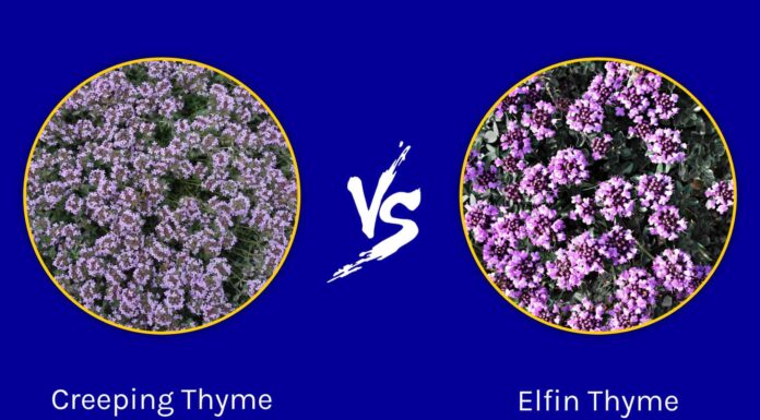 Timo rampicante contro timo elfico: sono la stessa cosa?
